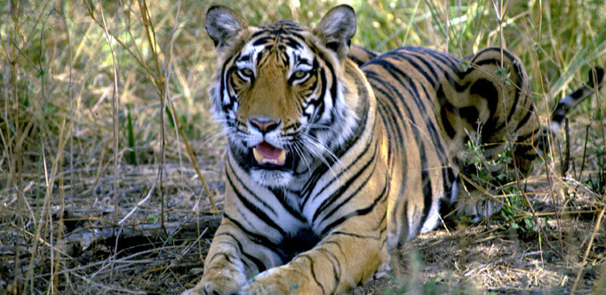 Wildlife tour in Ranthambore National Park with Tour Guide & Driver