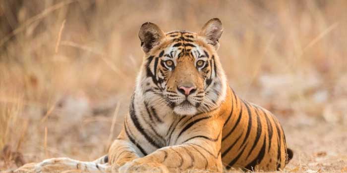 Best places to spot tigers in India