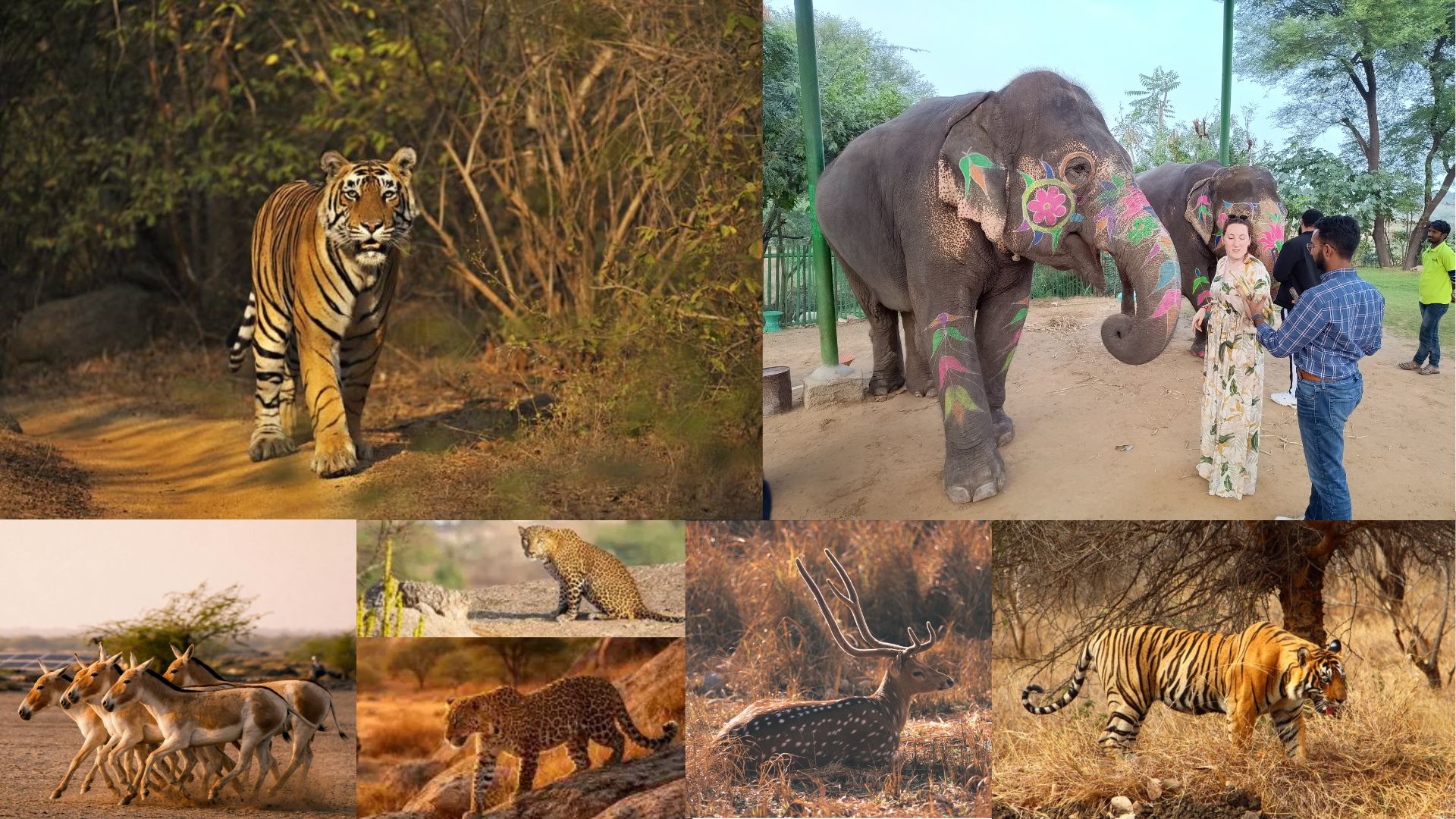 Wildlife Tour in Rajasthan with India Personal Tours