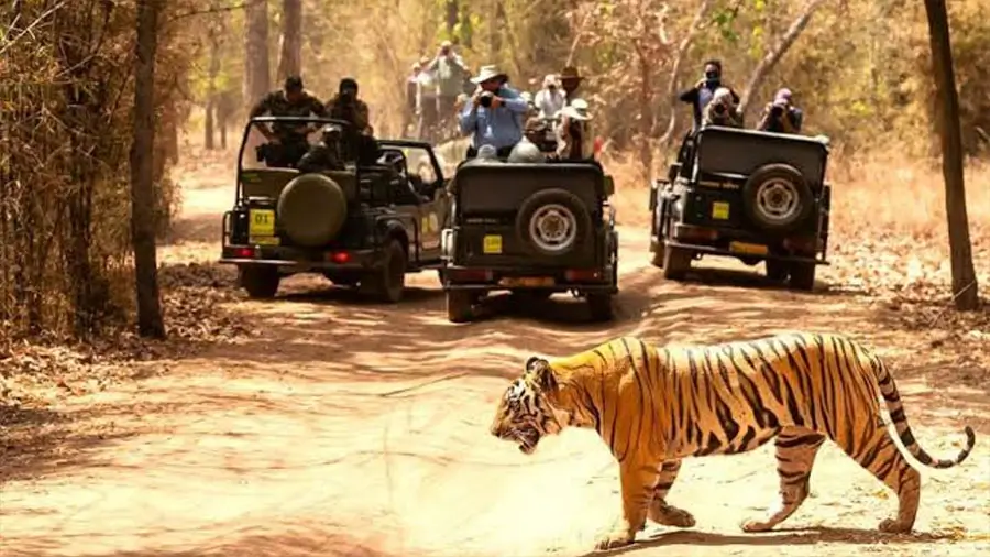 India Wildlife Safari Tours | Best National Parks & Tiger Adventures