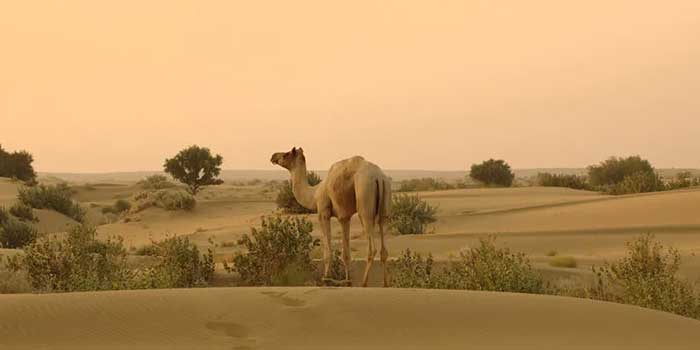 Tour Attraction and Place of Desert Rajasthan