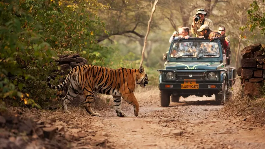 Luxury Safari Package in Ranthambore National Park – Cost & Best Lodges
