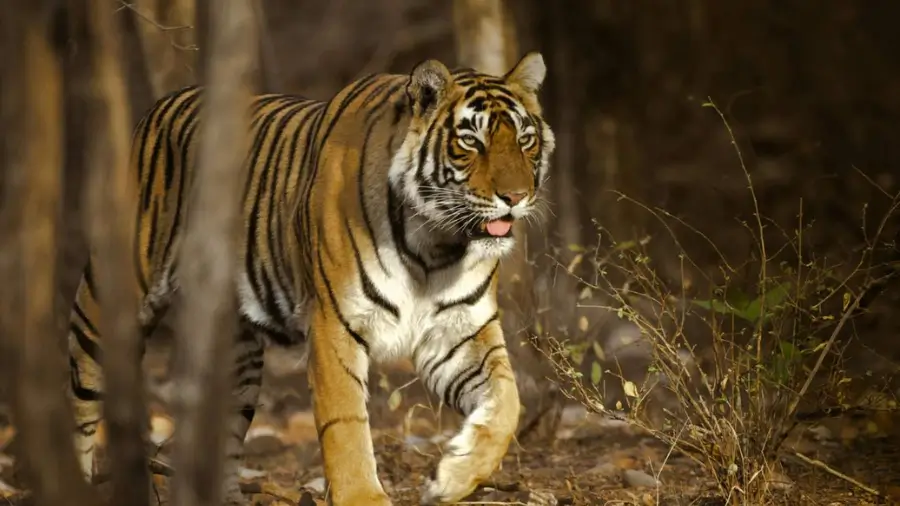 Luxury Private Tiger Safari Combo: Ranthambore + Bandhavgarh Cost Guide