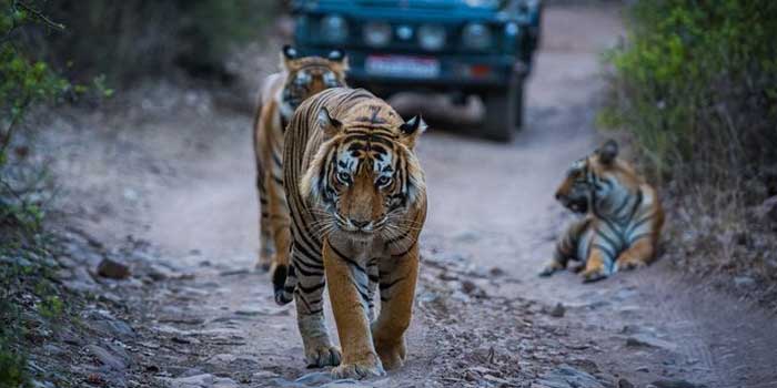 Wildlife Encounters: Safari Adventures in India's National Parks
