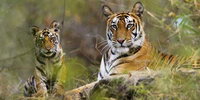 Wildlife Safaris: Private Tours to India's National Parks