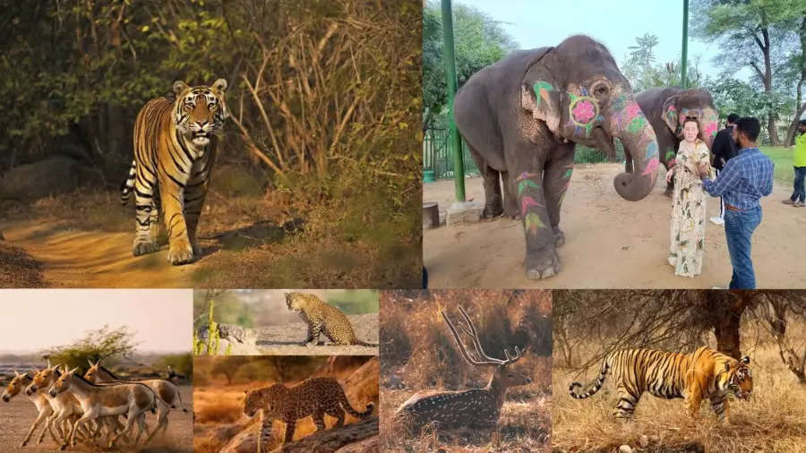 Rajasthan Wildlife Tour | Luxury Safari & Nature Experiences