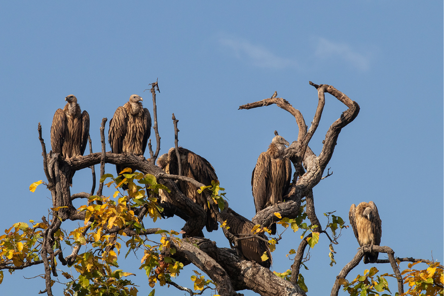 Birding Tours