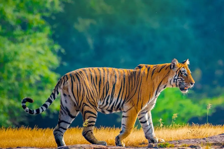 Wildlife Tours
