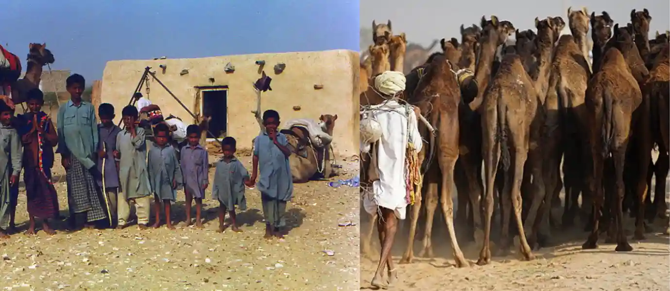Rajasthan Tour with Pushkar Camel Fair Experience