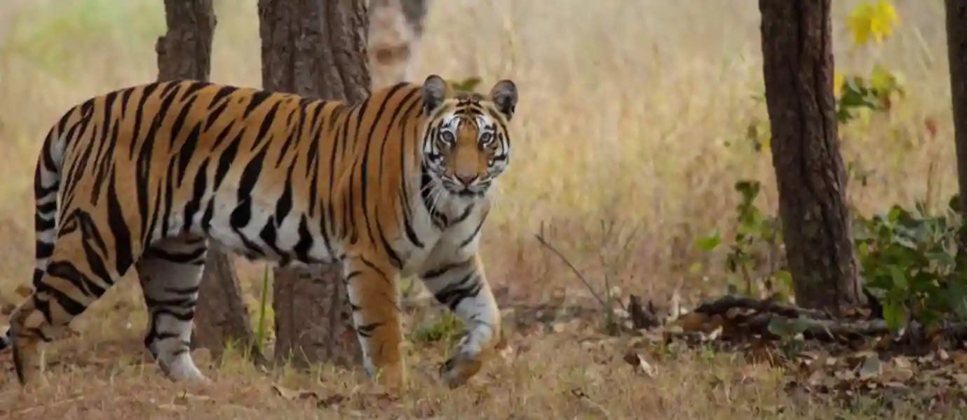 Golden Triangle Tiger & Leopard Safari Tour Package