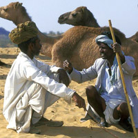 Camel ride in the dunes of Sam