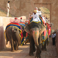 Pushkar Tour Guide & Driver