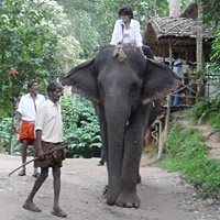 Periyar elephant ride with Tour Guide & Driver