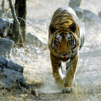 Bandhavgarh National Park Tiger Tour Guide & Driver