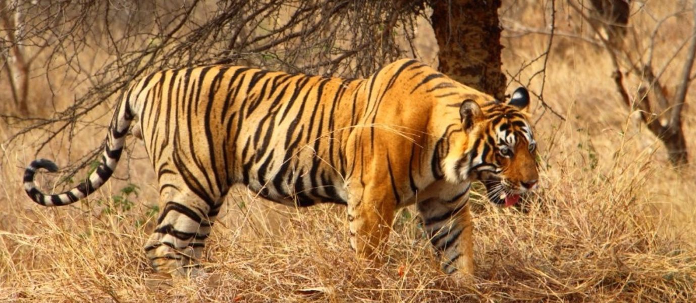 Indian Wildlife Tour - 14 Days - India Tour Guide & Driver
